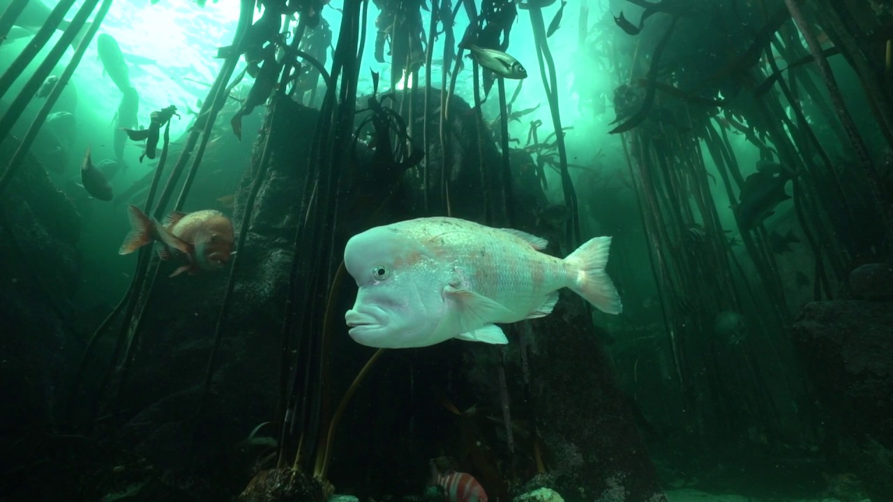 Scuba dive in a kelp forest