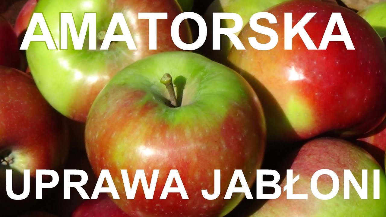 UPRAWA JABŁONI - wymagania, wyb&oacute;r odmian na działkę, sadzenie