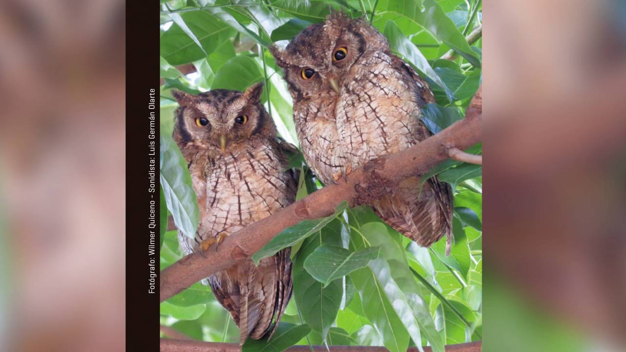 Guía Sonora de Aves - Alto San Miguel: Megascops choliba, Currucutú Común