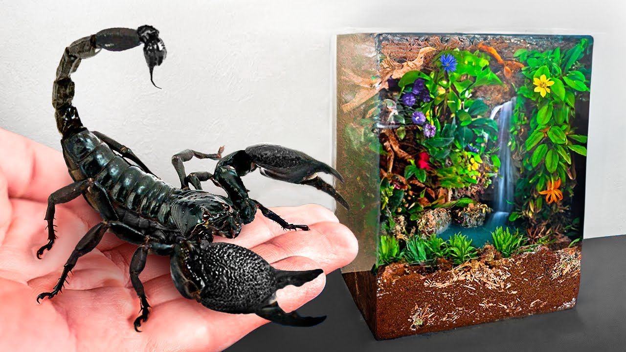I Built a Rainforest For My Pet Scorpion