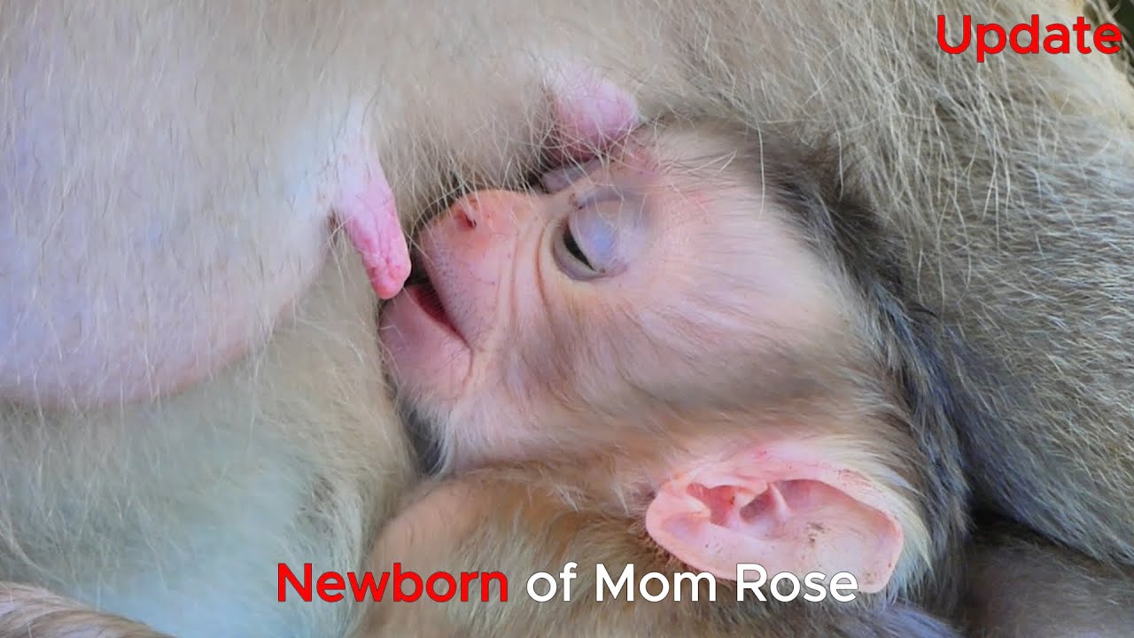 Update of Newborn of Mom Rose when Fall from heritage Rock !