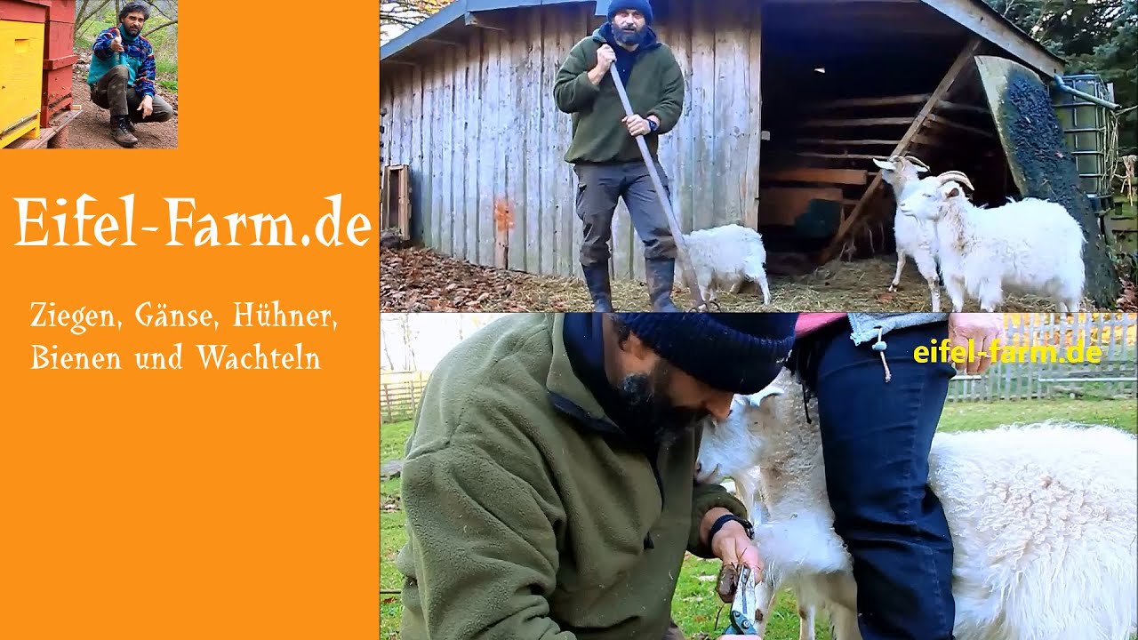 Zicken brauchen eine Pediküre