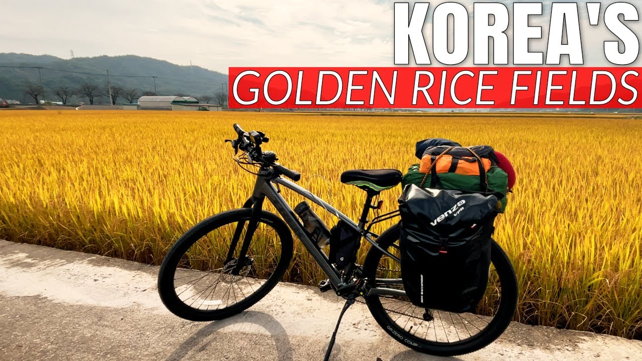 The GOLDEN Rice Fields of Korea - Cycling Korea Four Rivers Day 11