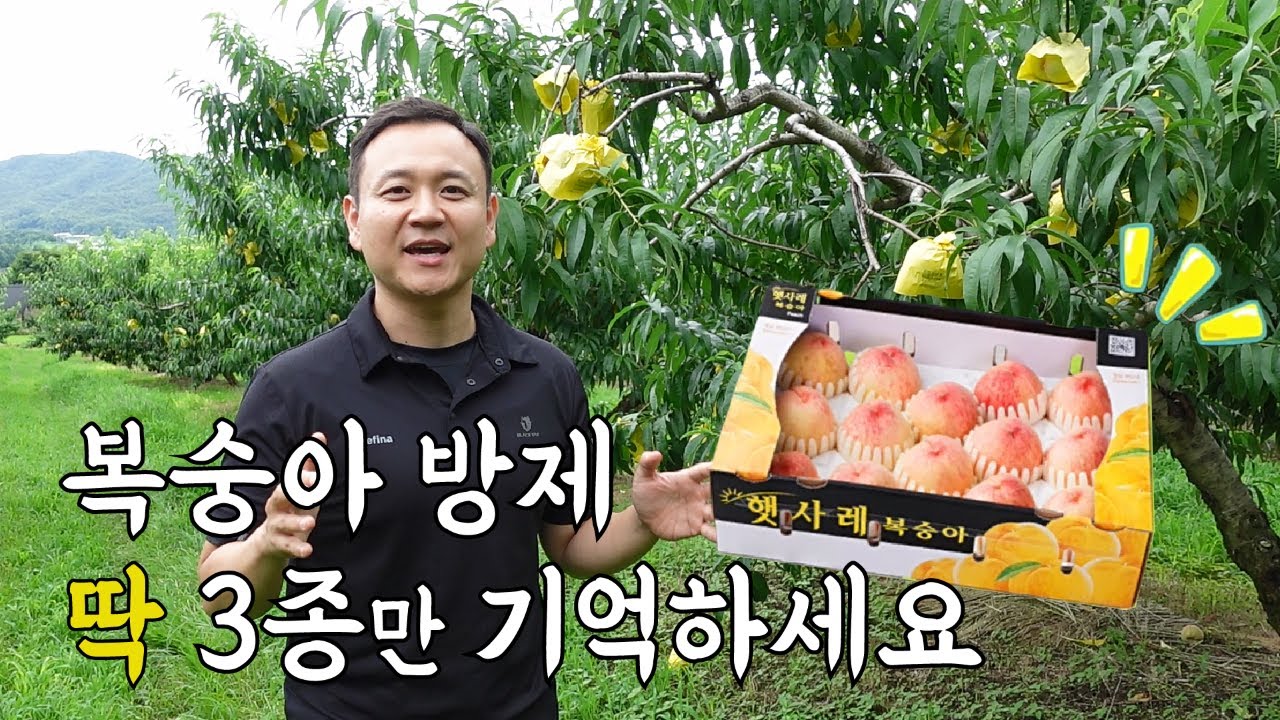 복숭아 방제 딱 3종만 기억하세요 | 성보화학 김준우 RM #복숭아 #방제 #복숭아나무 #세균구멍병 #천공병