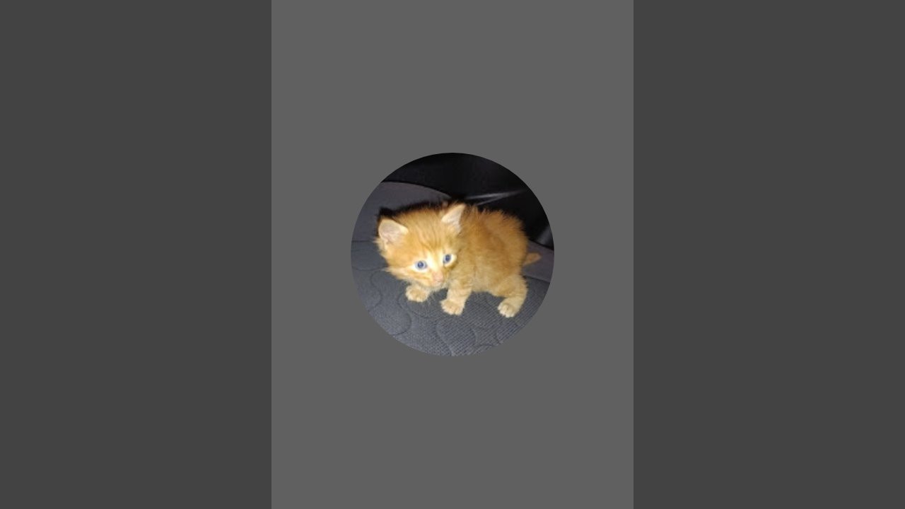 ¡León el gatito feliz  está emitiendo en directo!