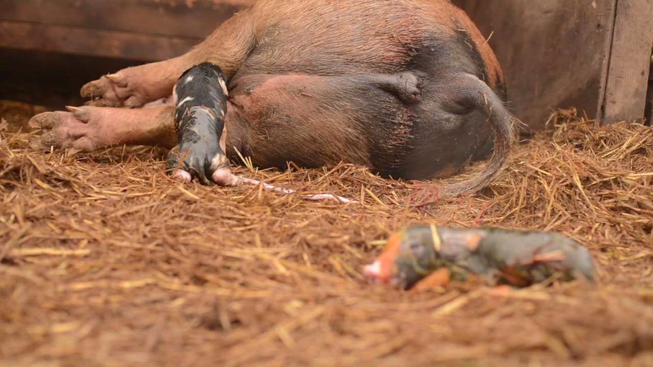 Sow Farrowing Piglets