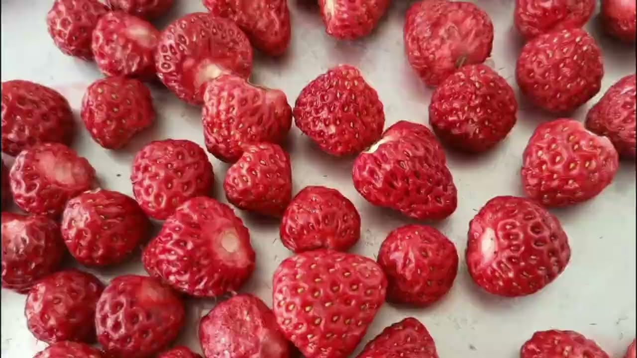Lyofilizátor, lyofilizátory, lyofilizace, stroj, lyofilizace, vybavení, cena, na prodej, ČR, Evropa