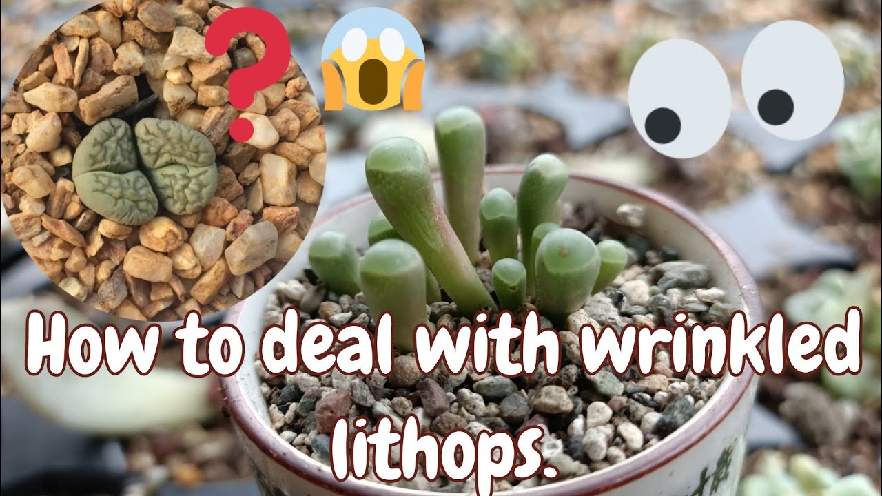 How to deal with wrinkled lithops| Baby Toes ( fenestraria Rhopalophylla)