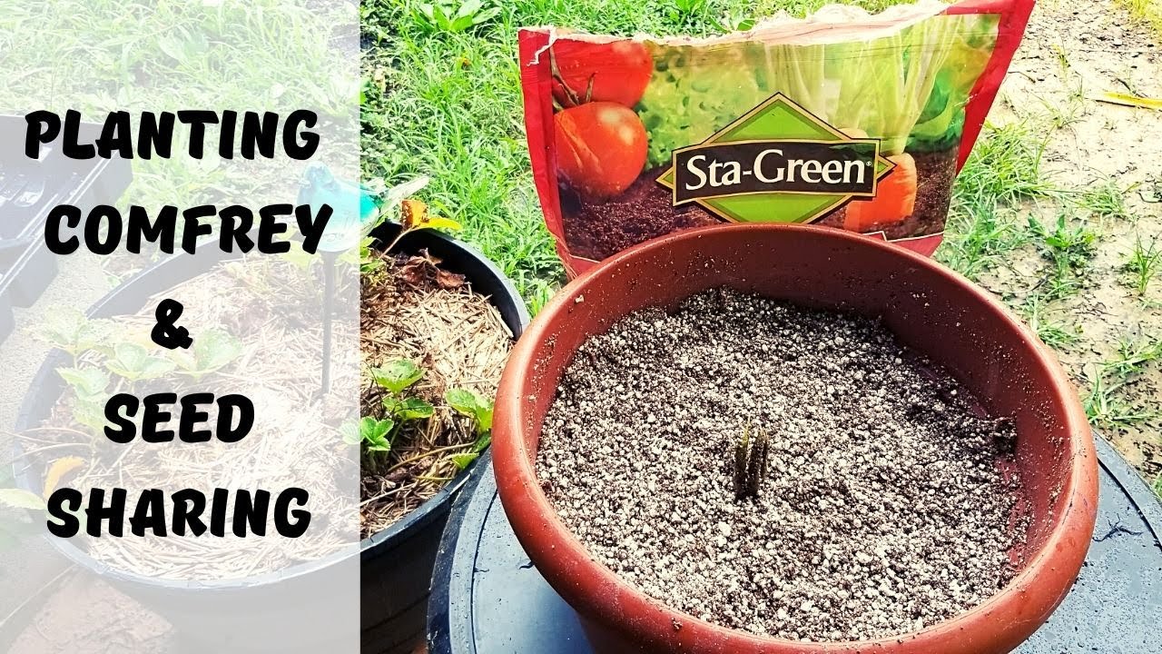 Planting Comfrey & Seed Sharing || Home In The Sticks