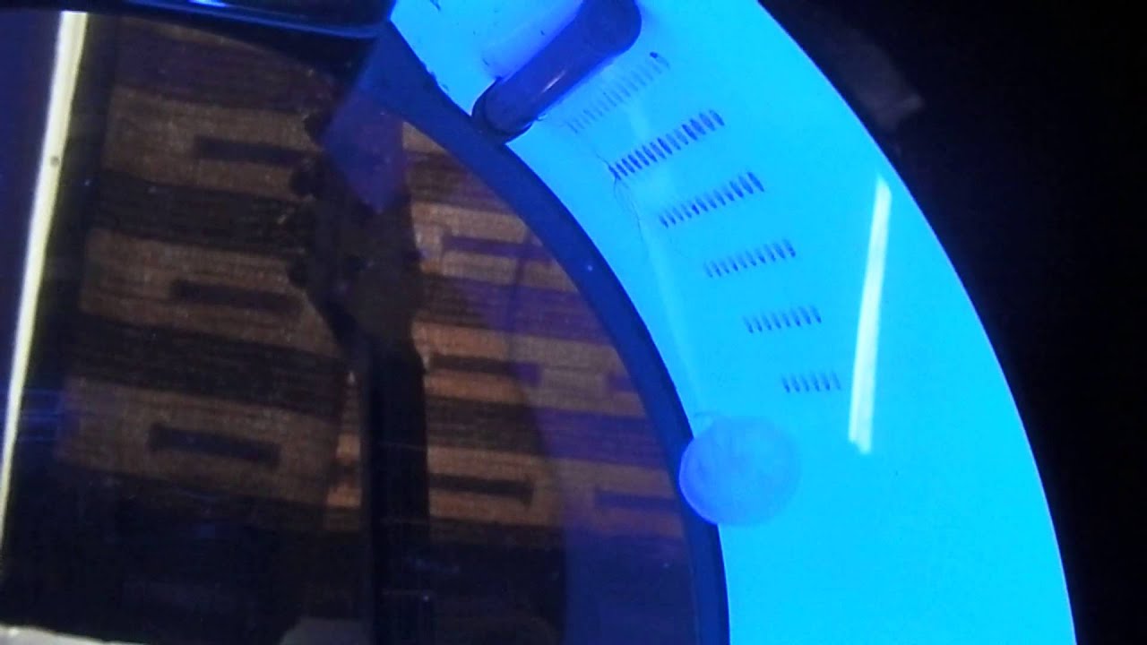 Jelly Fish Tank Update.