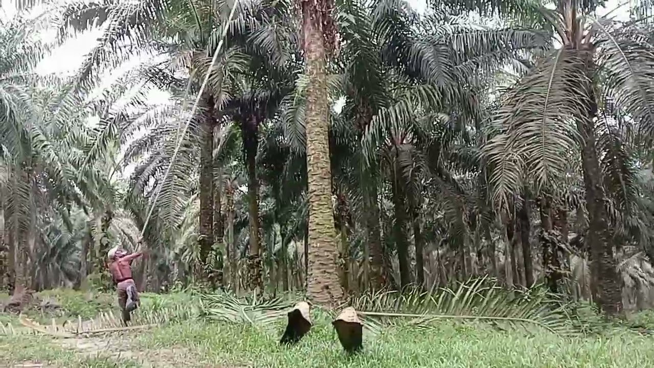 Panen sawit, umur bukanlah ukuran💪