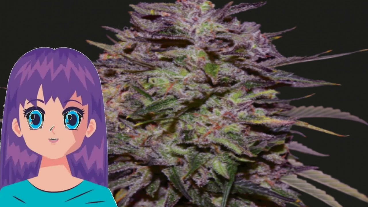 Purple Russian Express &ndash; Kalashnikov Seeds
