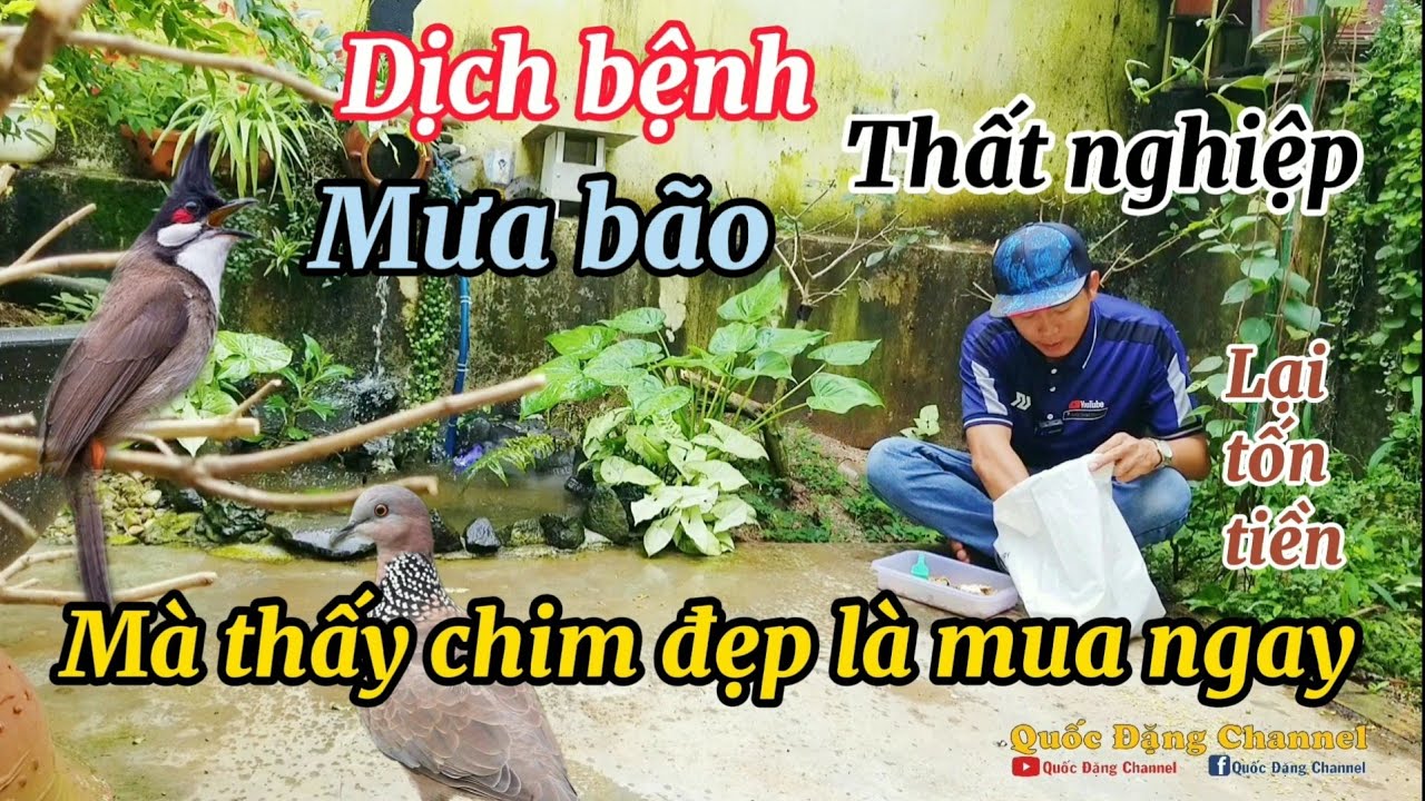 Lại tốn tiền mua chim mà đang thất nghiệp cả tháng