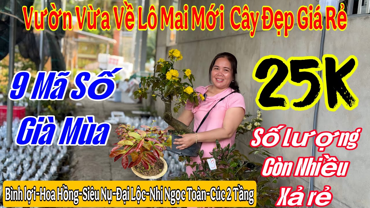 8/3 Vườn Giao lưu mai v&agrave;ng gi&aacute; cực rẻ 💥25k🌲nhiều l&ocirc;  mai Mới  v&agrave;  m&atilde; Số 💥🌲🌲🌲🌲☎️ 0376367879 Chị Mến 