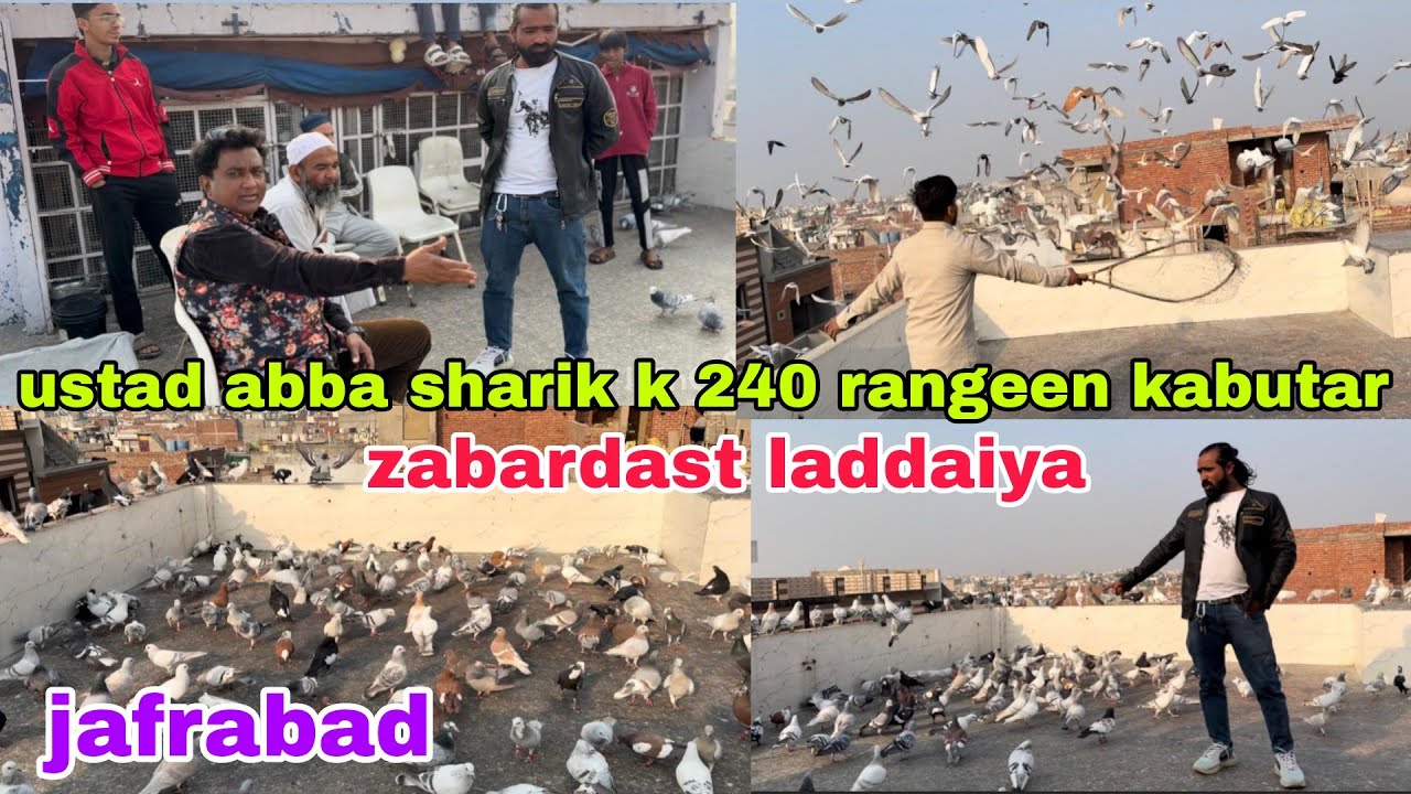 Ustad abba sharik k 240 rangeen kabutar ki zabardast laddaiya delhi jafrabad ki kabutar bazi 