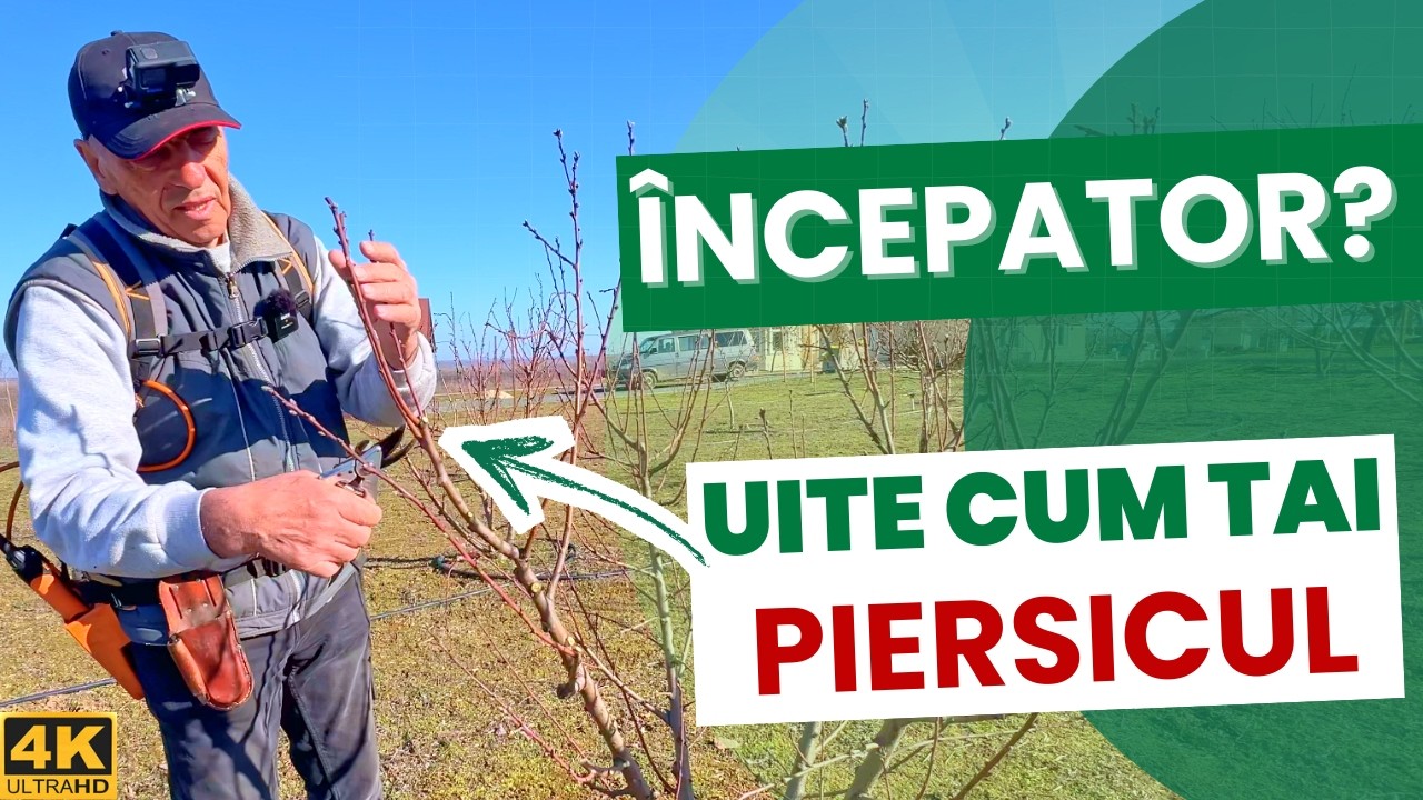 🍑✂️ Как правильно обрезать персик — руководство для начинающих 🌳