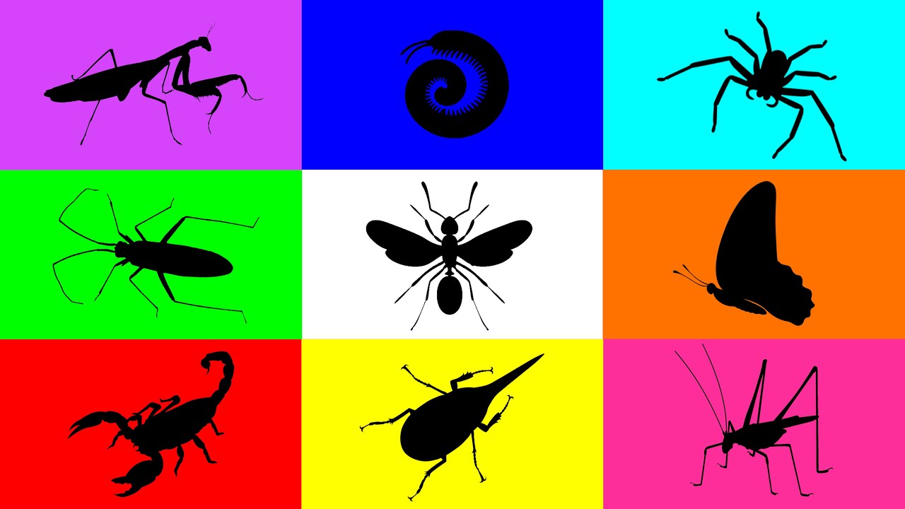 Insect: Buuterfly, Milipede, Spider, Flying Ant, Mantis, Scorpion, Grasshopper, Beetle, Paddybug
