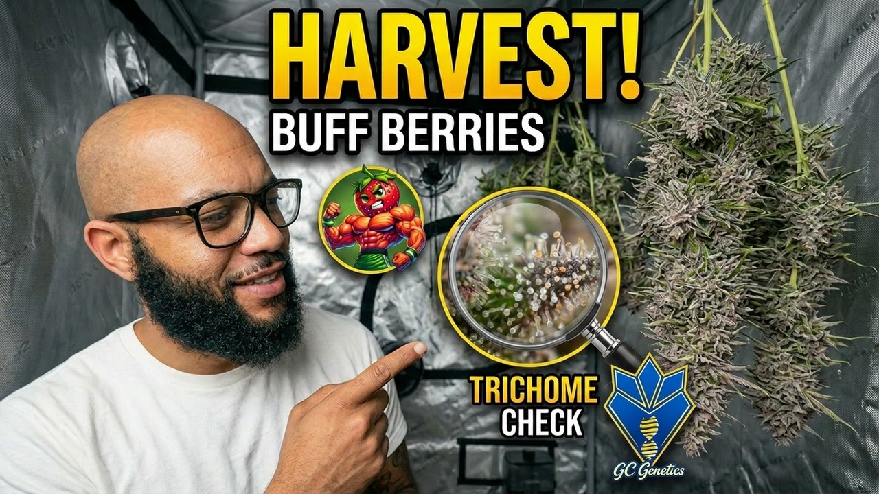 Harvesting Buff Berries | Trichome Check