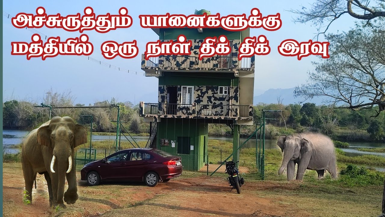 Thrill Dense Forest Stay in Masinagudi | Maravakandi View | Jolly Trip