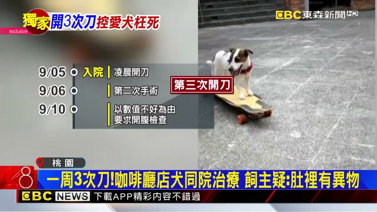愛犬離世！飼主控「療程.費用」有問題 院方駁：無疏失@newsebc