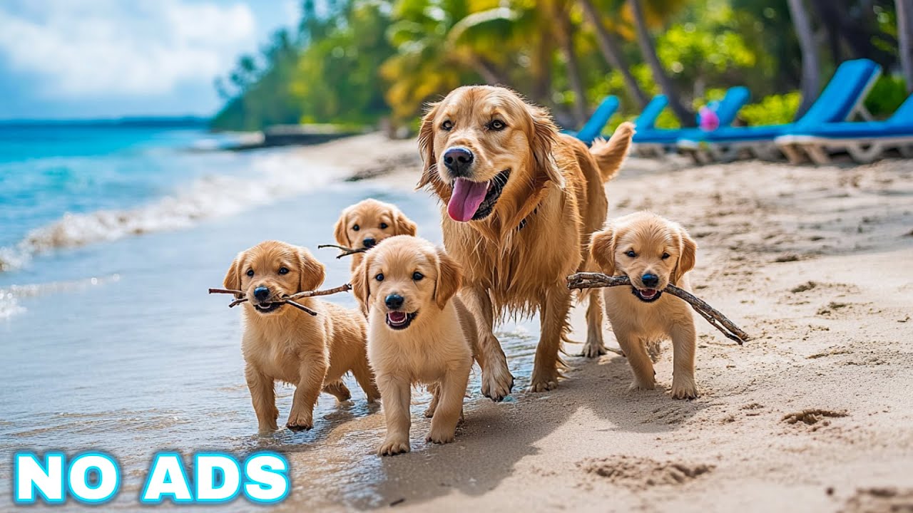 12 Hours of Dog TV for Dogs to Watch 🐶 Anti-Anxiety Video for Dogs Left Home Alone - Calm Dog Music