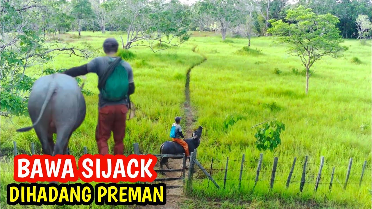 BAWA KERBAU SIJACK - dihadang preman