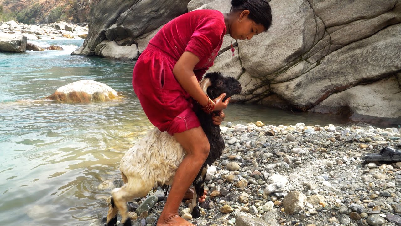 Sunpura ...... with sheep in the river with neighbor aunty || Rural Nepal || shepherd life ||
