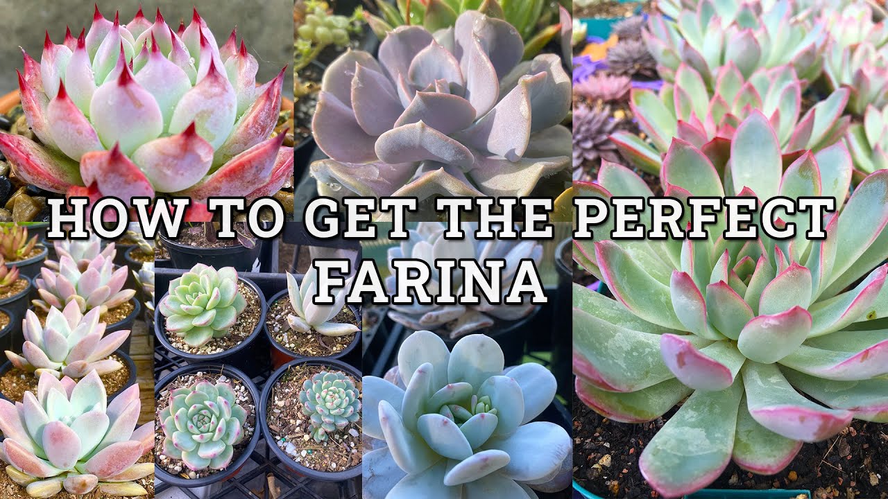 How to get perfect FARINA on succulents