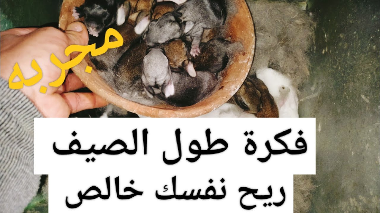 ريح نفسك الفكرة دى طول الصيف معانا بدون معاناه وزيادة أعداد الخلفات وأوزان الأرانب تجربه ناجحه 100%