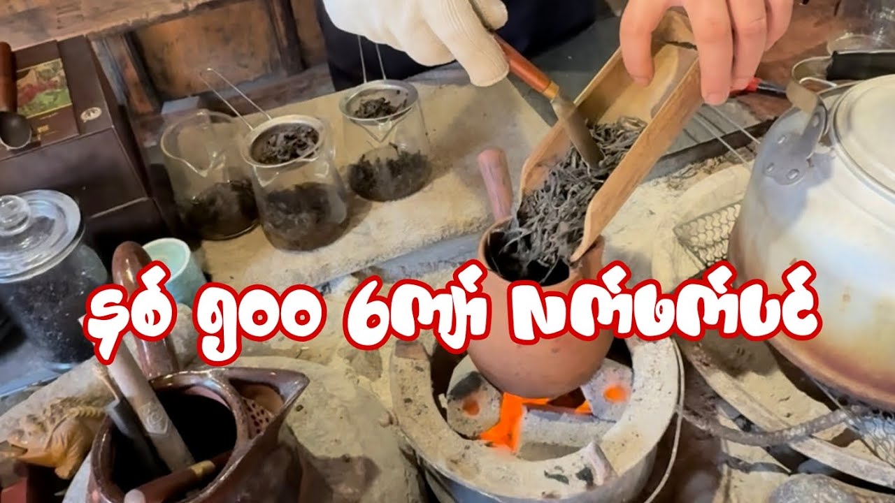 နှစ် ၅၀၀ ကျော် လက်ဖက်ပင်ကြီးကရတဲ့ နာမည်ကြီး PuErh 