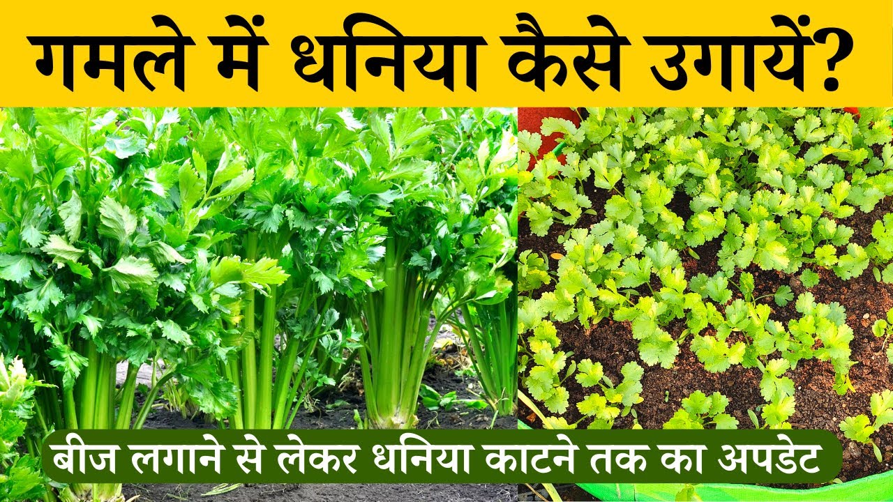 धनिया कैसे उगाये? बीज लगाने से लेकर हरा धनिया काटने तक का पूरा तरीका देखिए | Dhaniya kaise ugaye