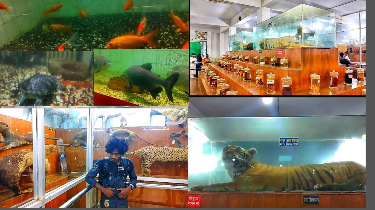 বাংলাদেশ জাতীয় চিড়িয়াখানা। মিরপুর, ঢাকা। Bangladesh National Zoo, Mirpur, Dhaka | নতুন রুপে 2025