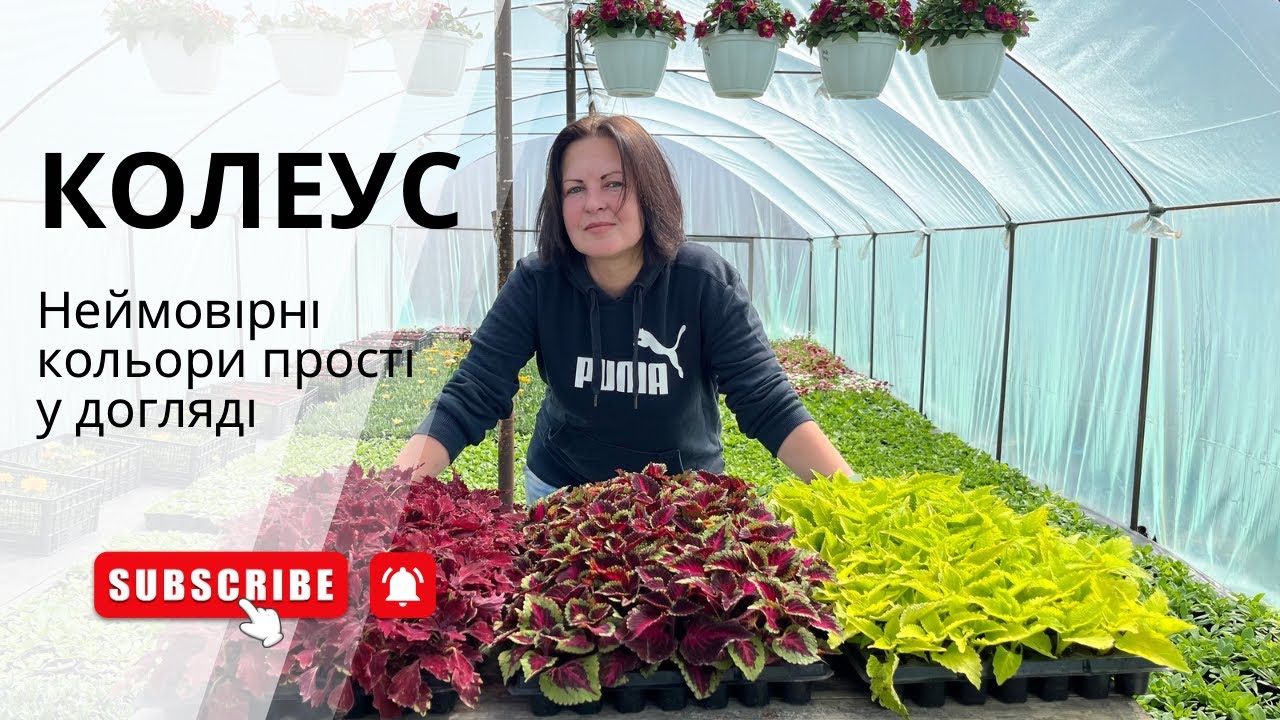 Колеус. Неймовірні кольори рослини