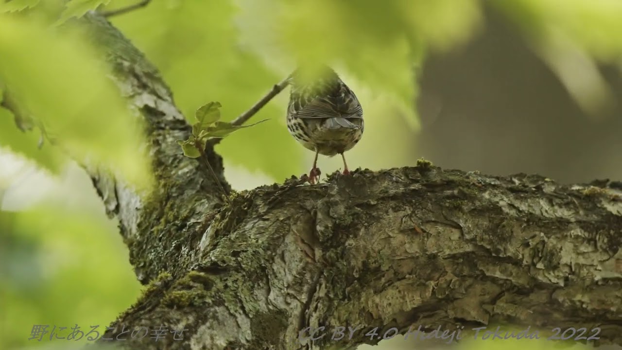 アオジ 鳴き声 美しい日本の野鳥 6月
