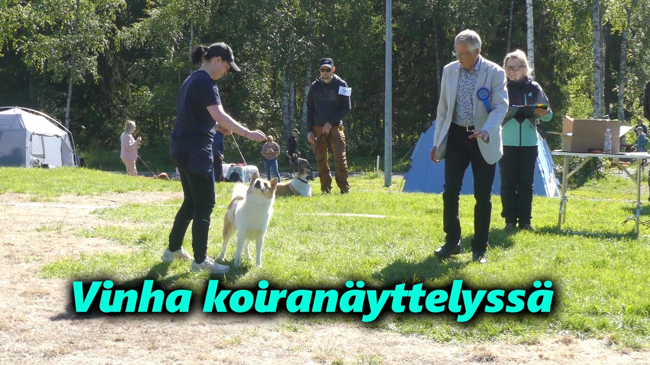 Pohjanpystykorva | käytettiin Vinhaa koiranäyttelyssä