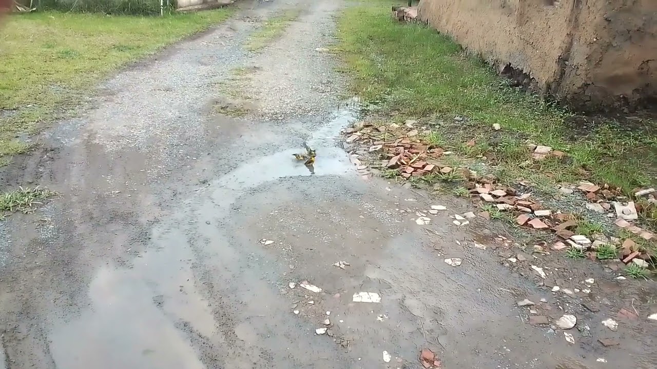 Birds  enjoying themselves in water - Lions River 