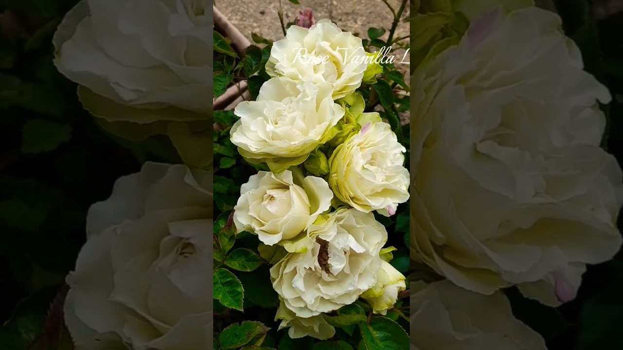 Vanilla cream colour🌹 #satisfying #shorts