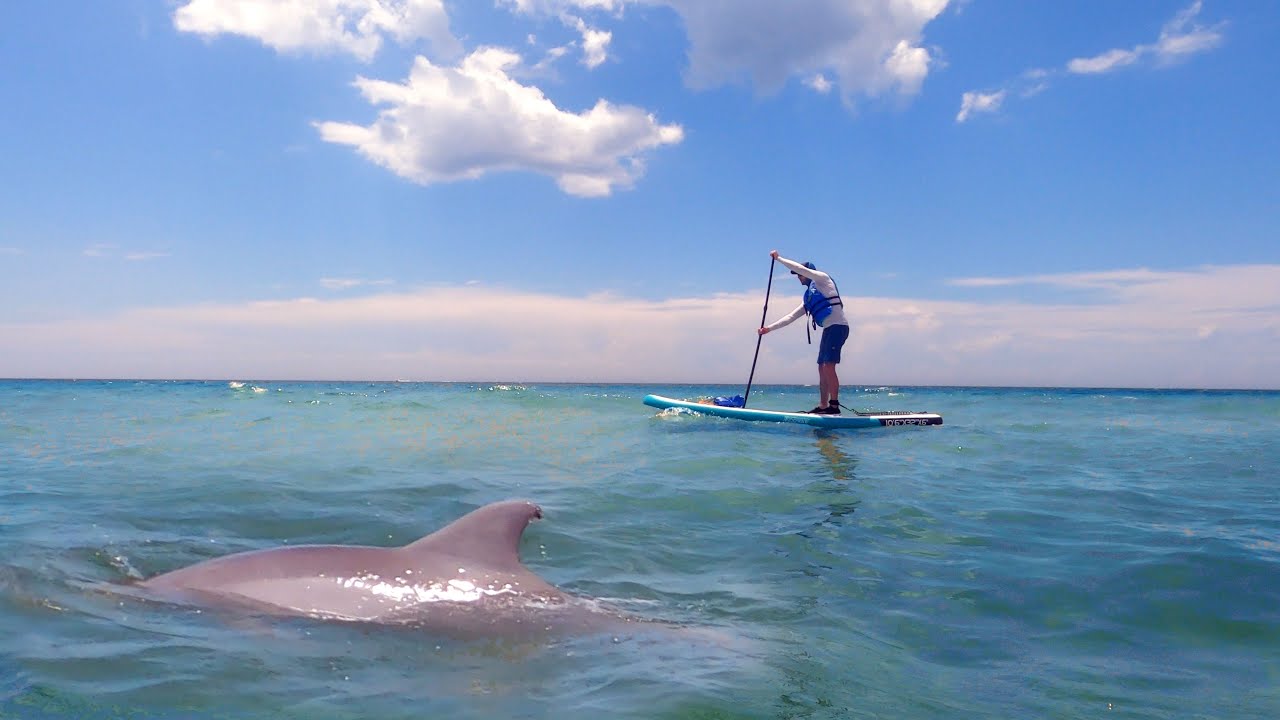 Paddle boarding in Florida - chasing dolphins
