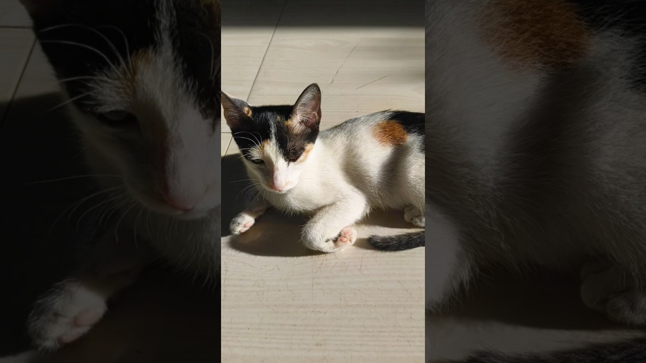 My cat Rachel Rose 💖 #cat #funny #cats #catshorts #catvideos