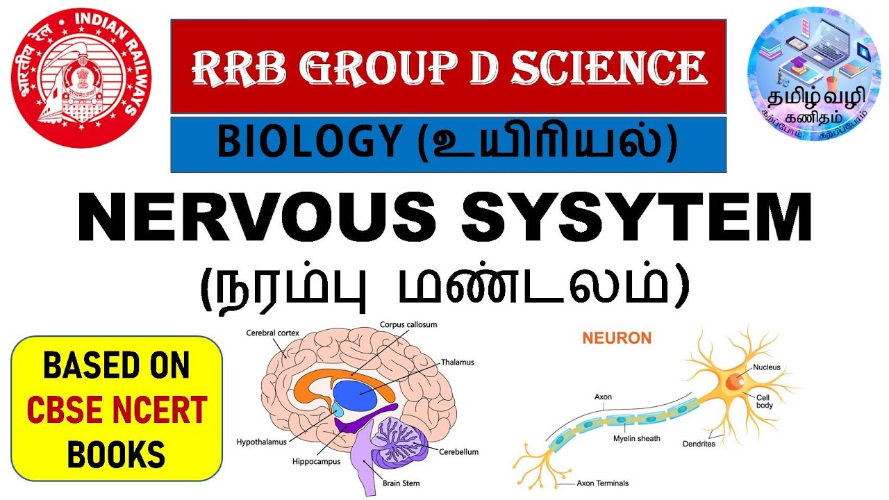 NERVOUS SYSTEM (நரம்பு மண்டலம்)/BRAIN & SPINAL CORD/BIOLOGY/RRB GROUP D & NTPC & SCIENCE IN TAMIL