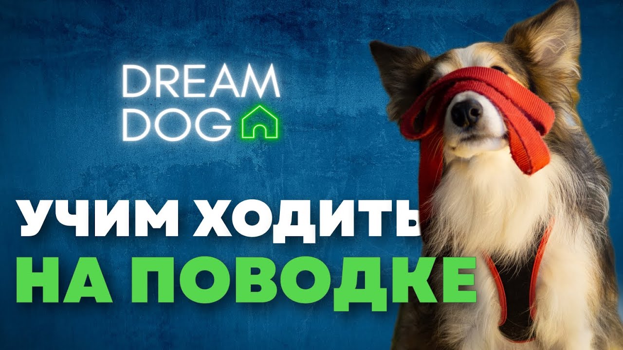 Как отучить собаку тянуть поводок 🐶 3 команды на прогулке