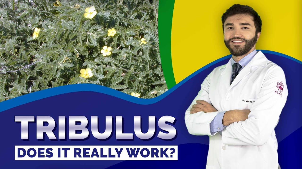 TRIBULUS TERRESTRIS | Does it really work?