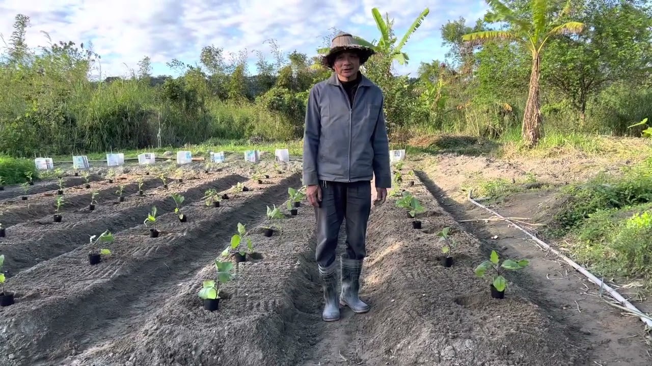 栽培：茄子與甜椒～養根壯一棵頂兩棵產量