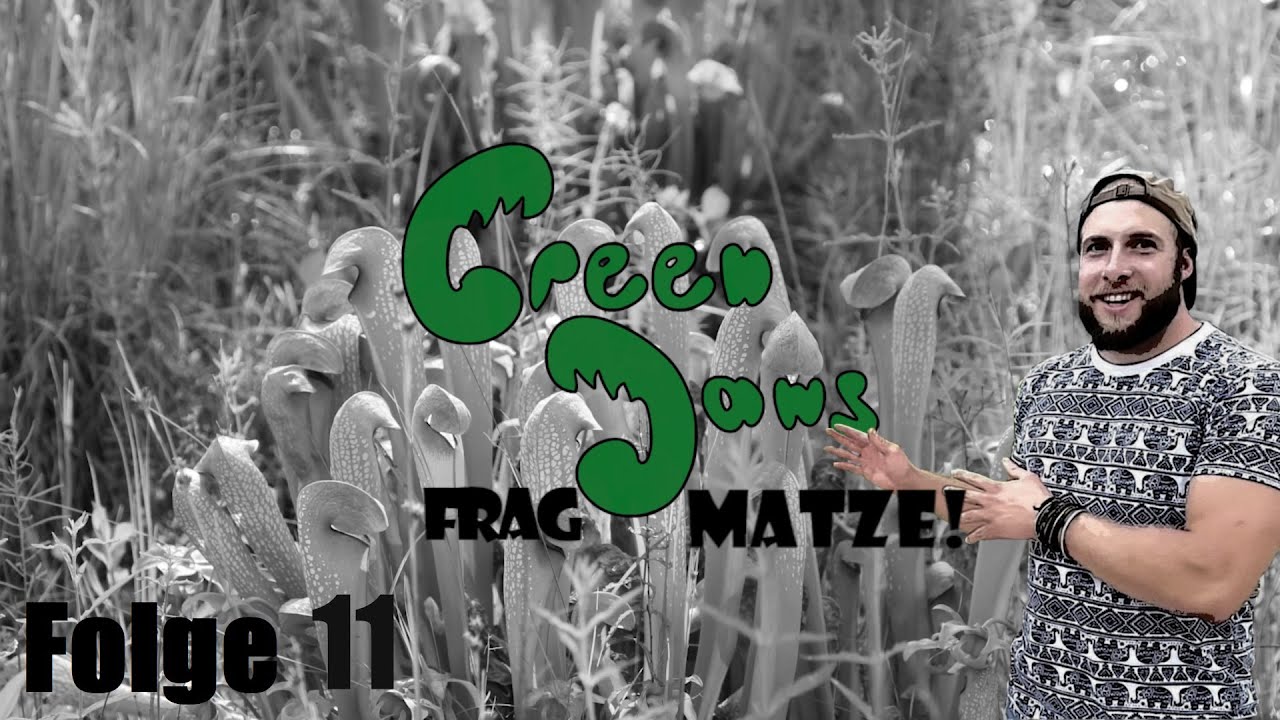 #279 Frag Matze | Umgeknickte Sarracenia Schl&auml;uche, pers&ouml;nliche Hobbys & Ausreichend Licht