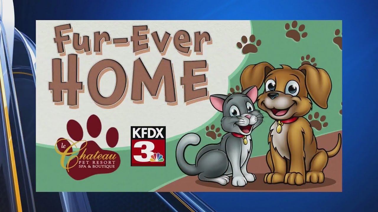 Meet Dominico from Wilbarger Humane Society!