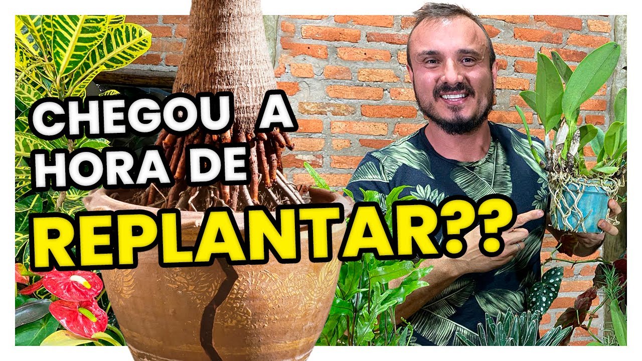 APRENDA O MOMENTO CERTO DE REPLANTAR SUA PLANTA