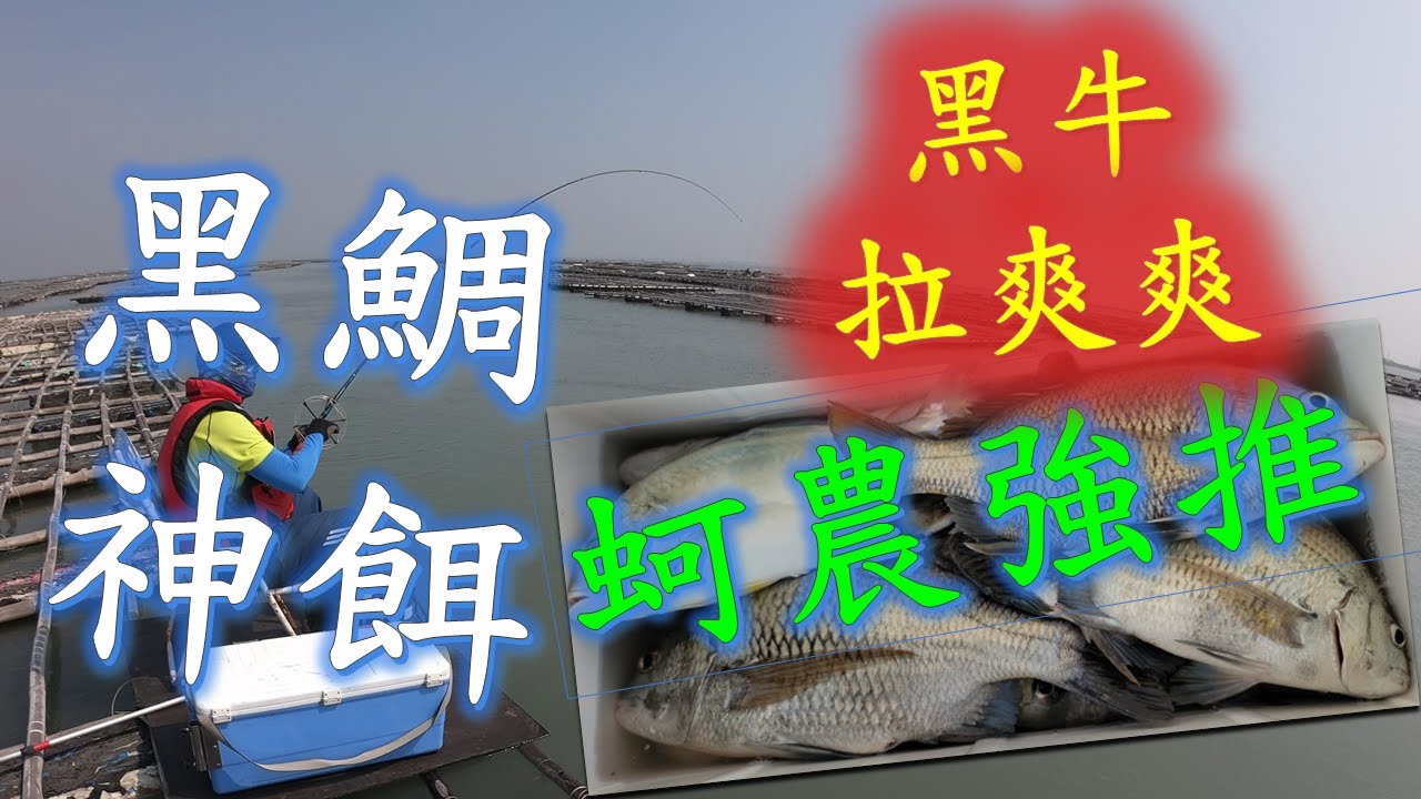 蚵農強推黑鯛神餌，黑牛拉爽爽，相信你沒看過，也沒用過! #釣魚#黑鯛#黑格#笩釣#fishing