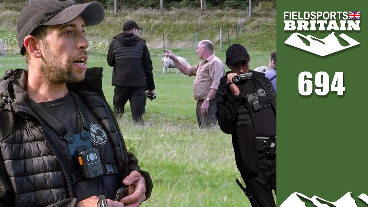 Fieldsports Britain – sabs on a pheasant shoot