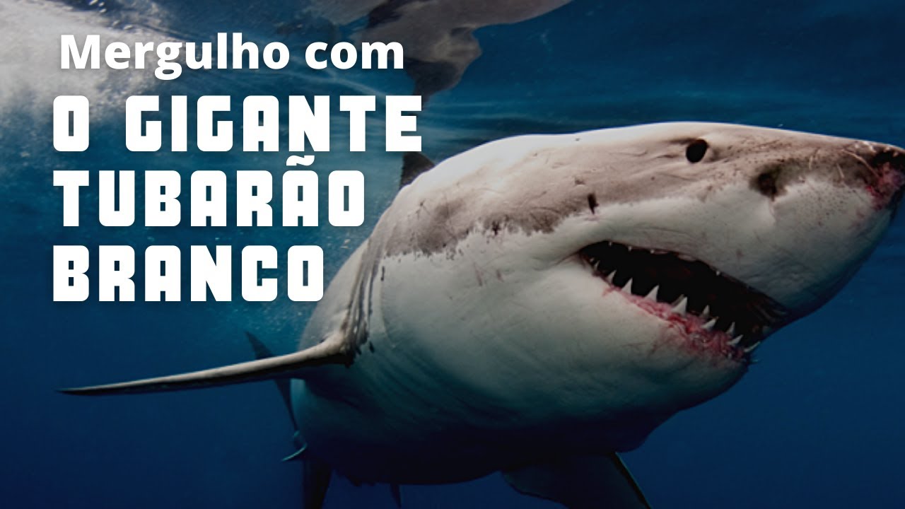 Cara a cara com o tubarão branco |7| África do Sul