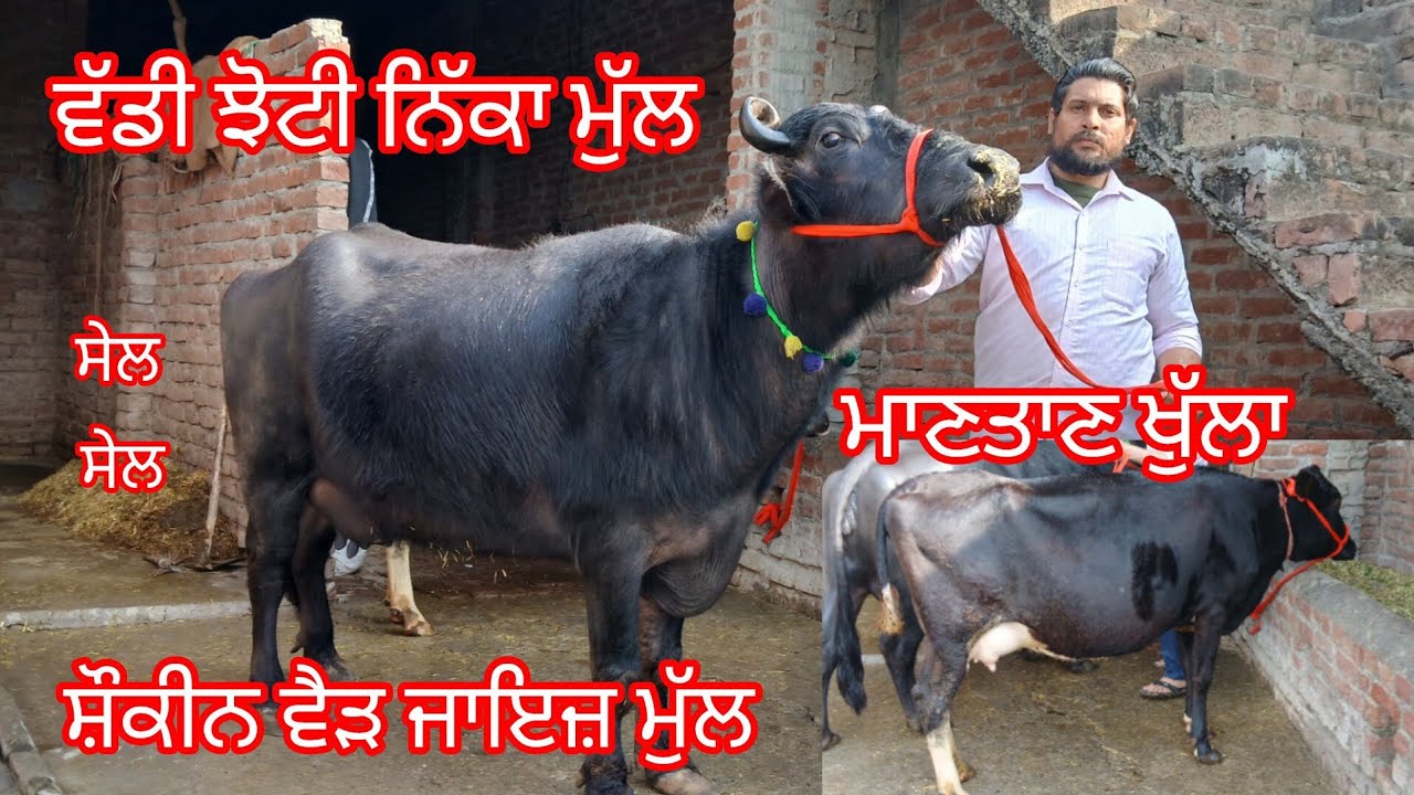 ਮਾਨਤਾਨ ਹੋ ਜਾਏਗਾ ਵੱਡੀ ਝੋਟੀ ਨਿੱਕਾ ਮੁੱਲ ਸ਼ੌਕੀਨ ਵੈੜ ਜਾਇਜ ਮੁੱਲ/buffalo and cow for sale/cheema dairyfarm 